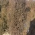 侧柏