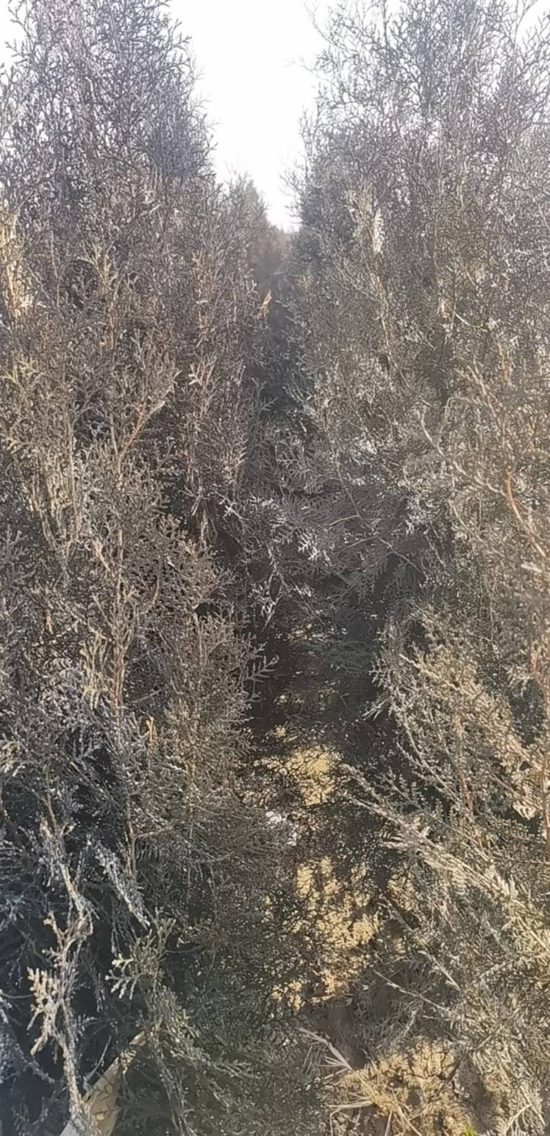 侧柏