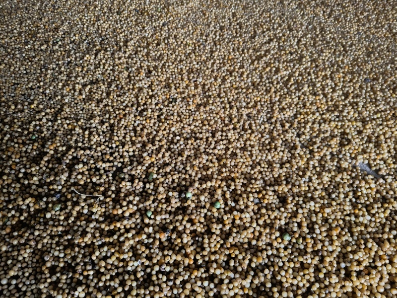 湖南邵阳黄精种子催芽可预订量大从优欢迎来电