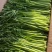 茼蒿【小叶茼蒿】以质量求生存、以信誉求发展