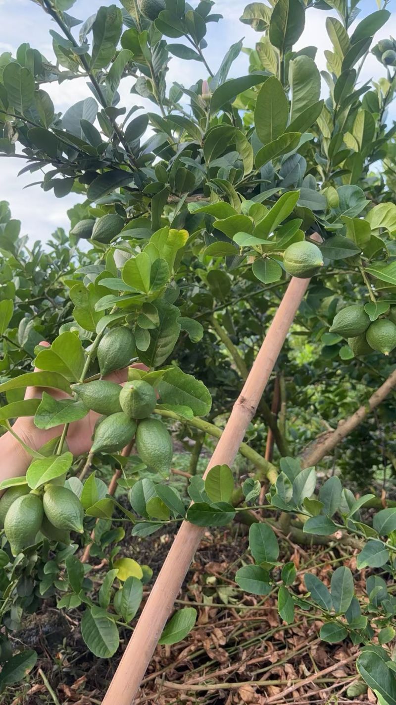 香水柠檬一级果