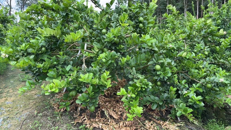 香水柠檬一级果