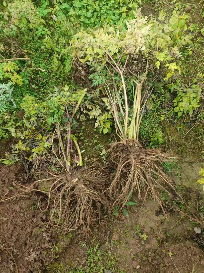 四川鲜当归高海拔药当归自产自销一手货源