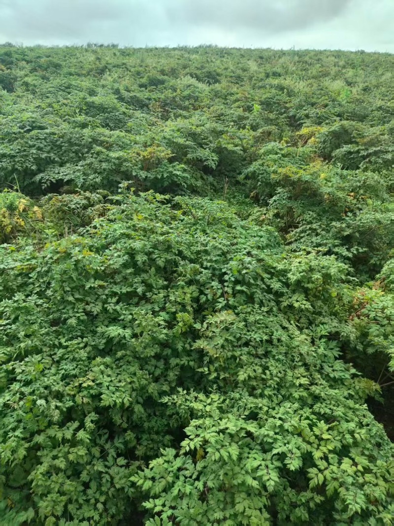 四川鲜当归高海拔药当归自产自销一手货源
