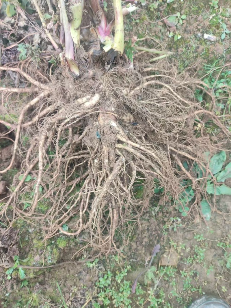 四川鲜当归高海拔药当归自产自销一手货源