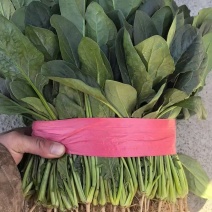 河南大叶菠菜大量供应产地一手货源全国发货
