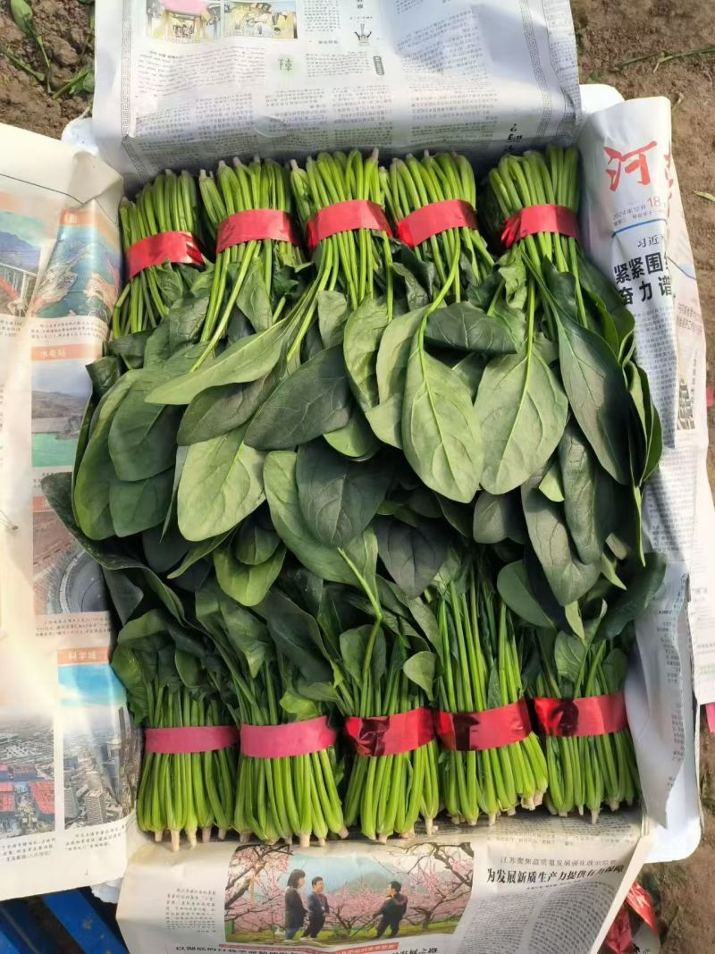 河南大叶菠菜大量供应产地一手货源全国发货