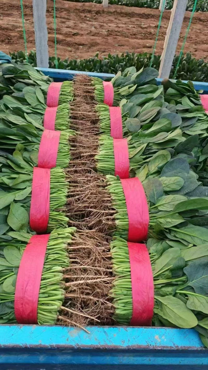 河南大叶菠菜大量供应产地一手货源全国发货