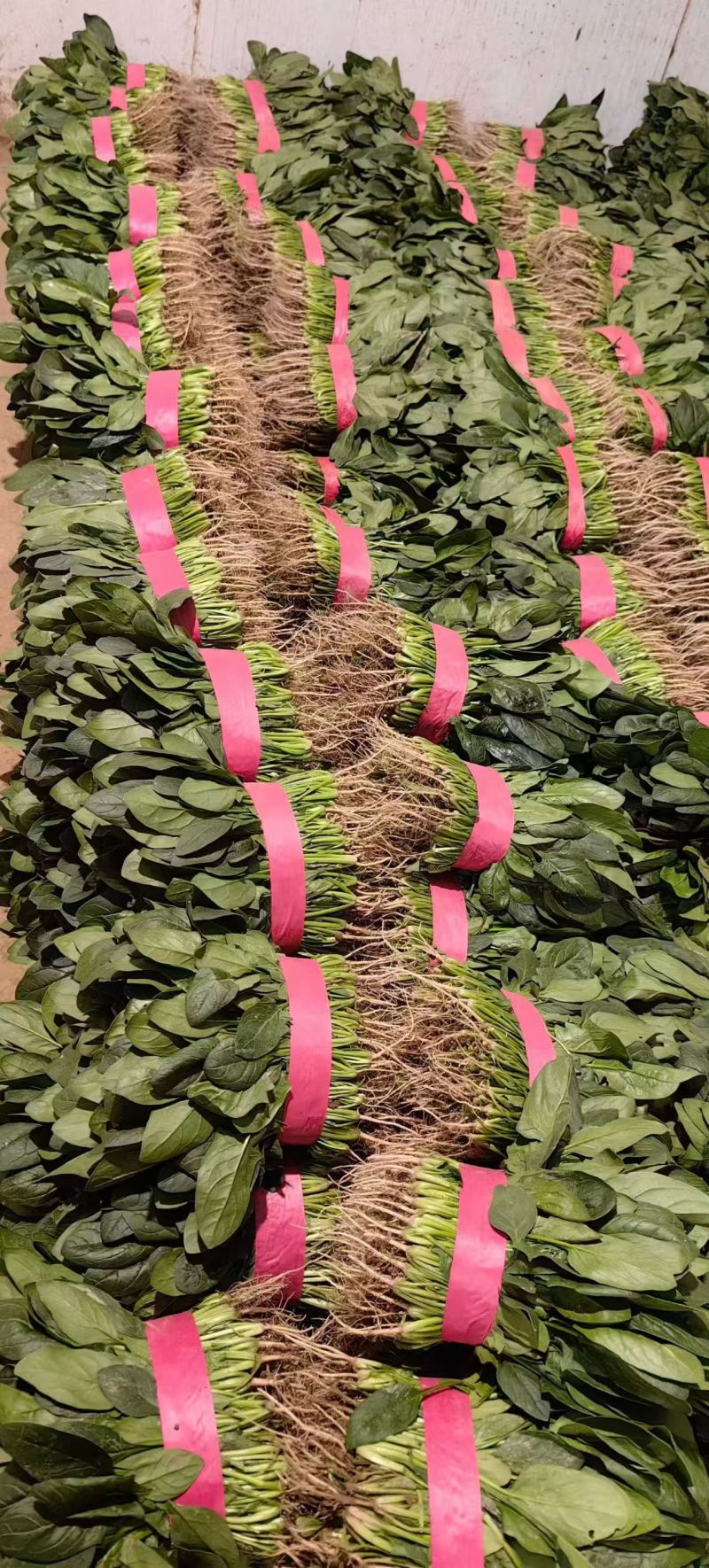 河南大叶菠菜大量供应产地一手货源全国发货