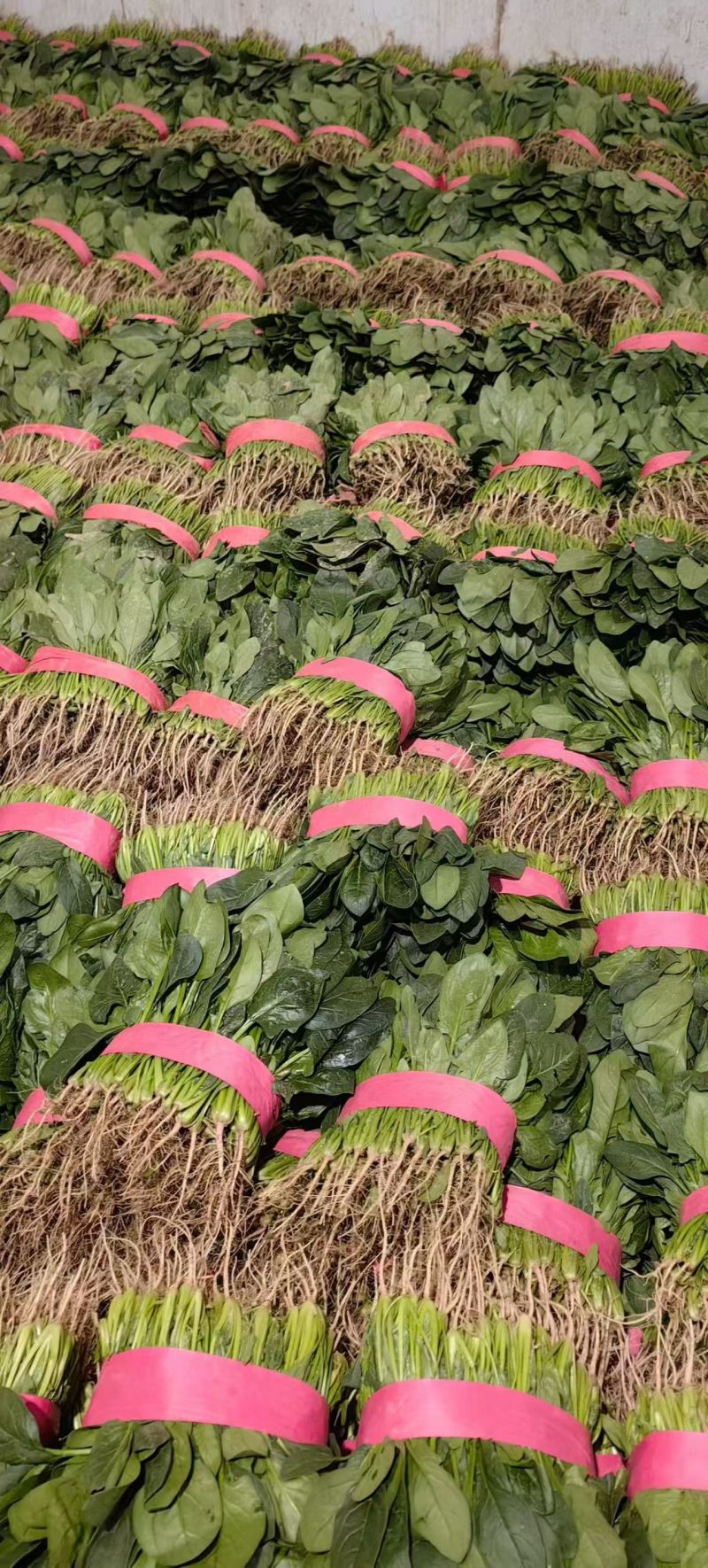 河南大叶菠菜大量供应产地一手货源全国发货