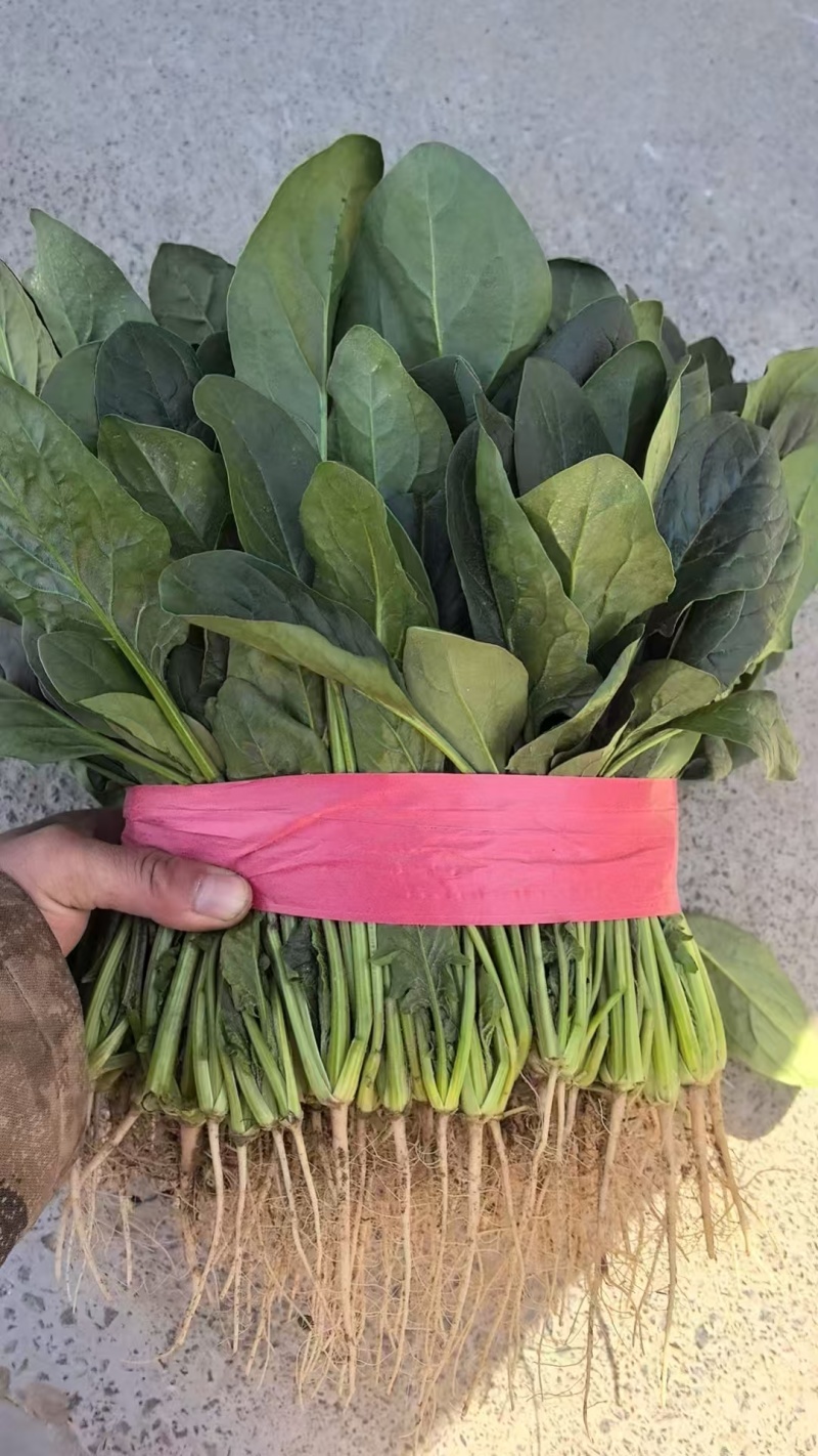 河南大叶菠菜大量供应产地一手货源全国发货