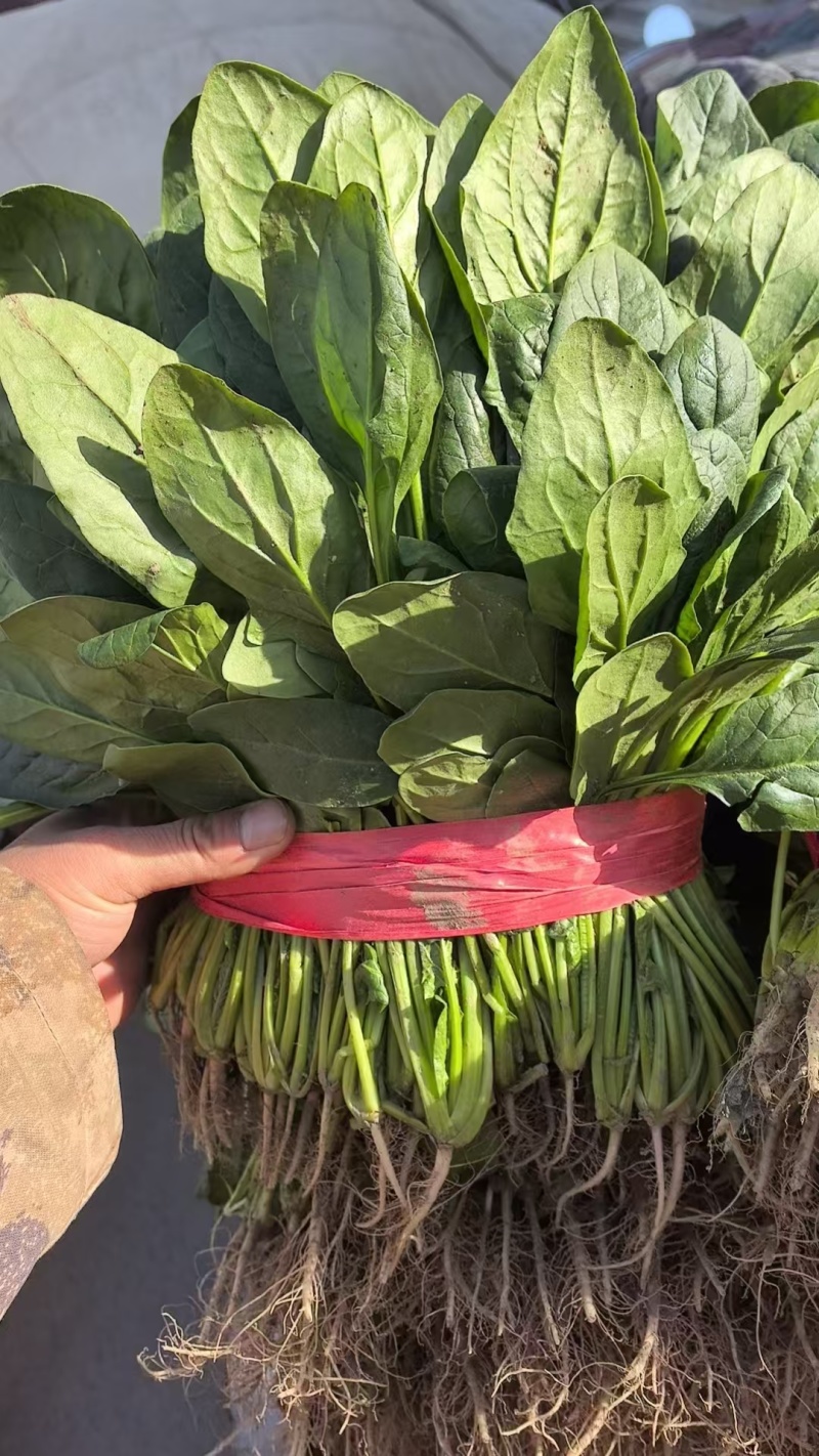河南大叶菠菜大量供应产地一手货源全国发货