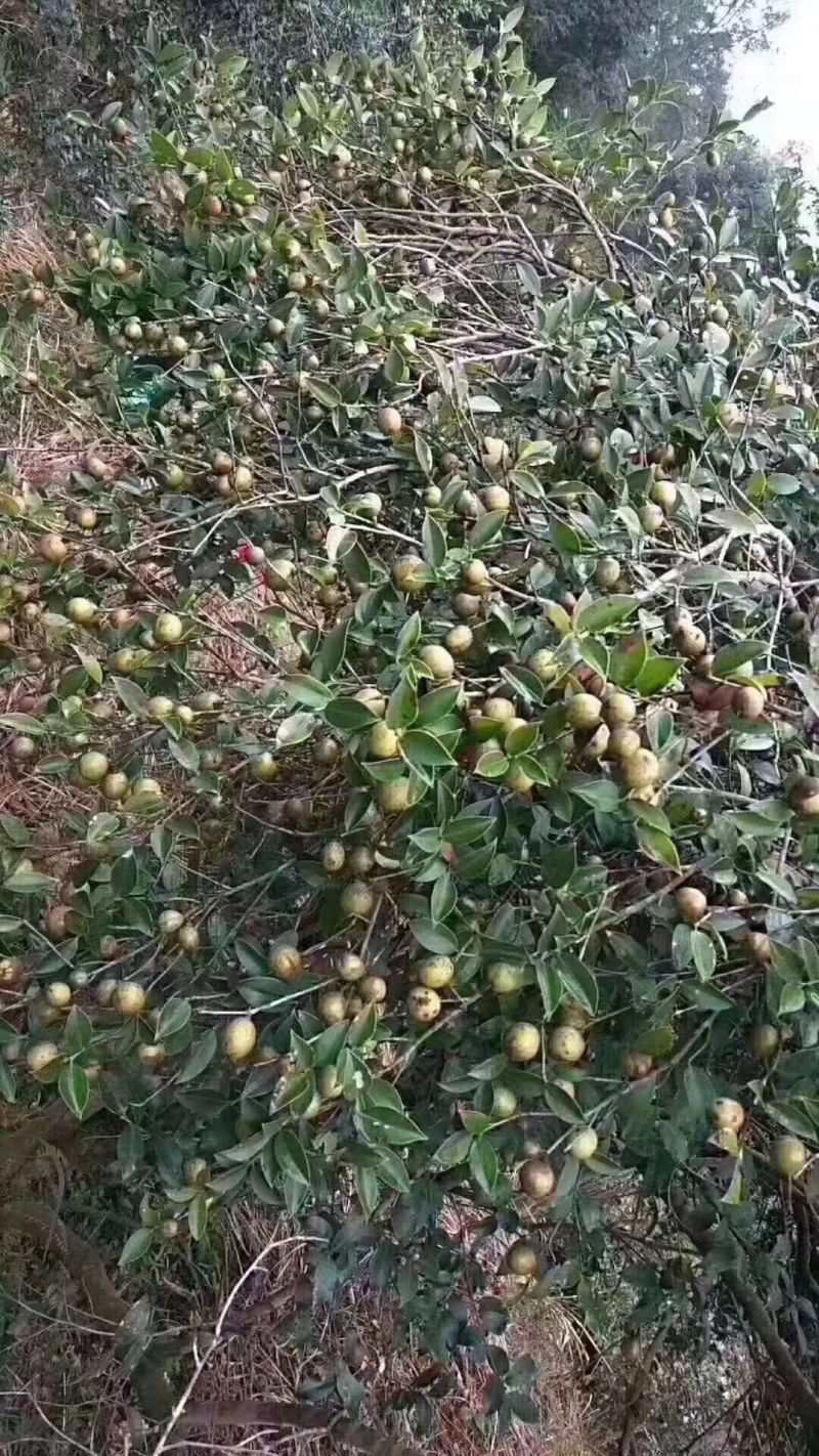 纯正高山茶油