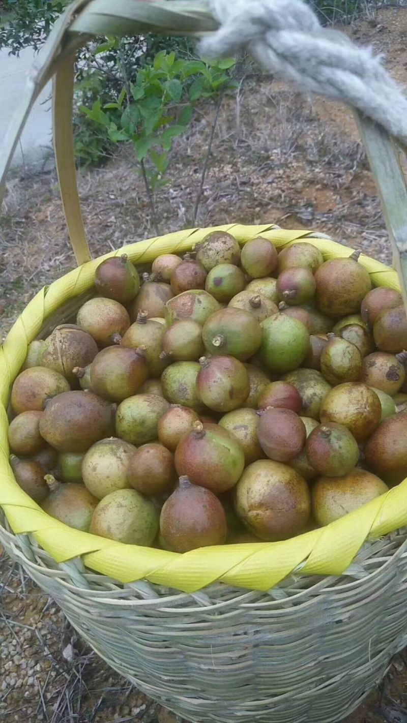 纯正高山茶油