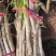河南大葱大量供应质量保证对接市场商超电商等