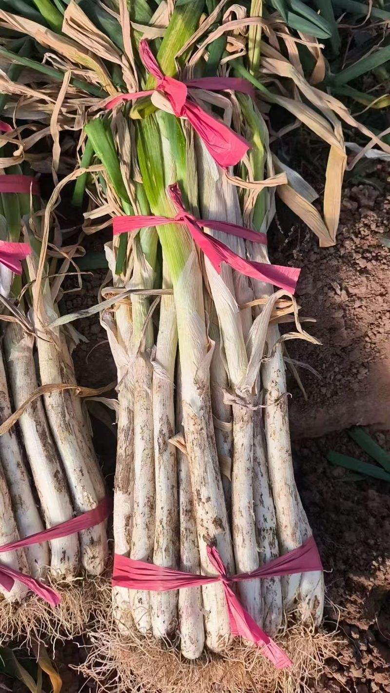 河南大葱大量供应质量保证对接市场商超电商等
