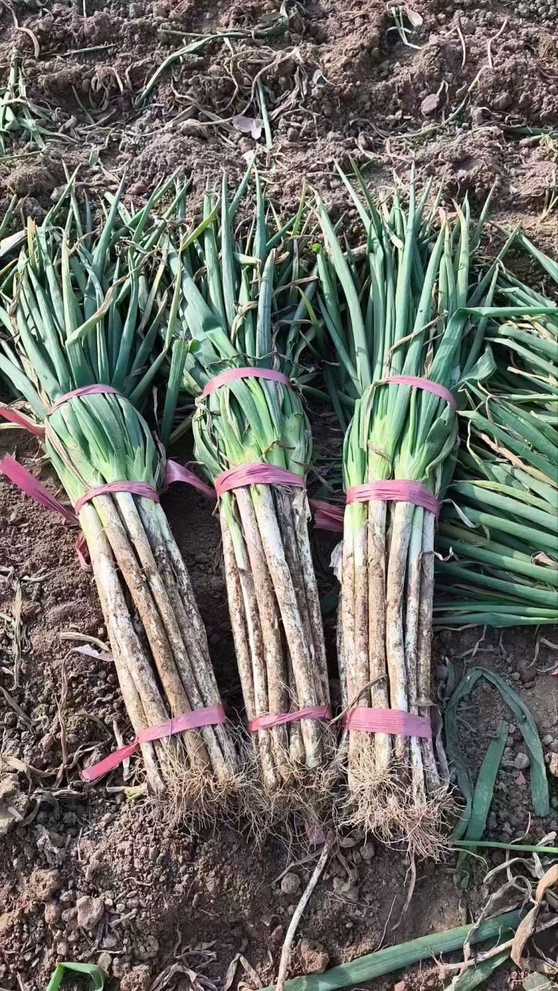 河南大葱大量供应质量保证对接市场商超电商等