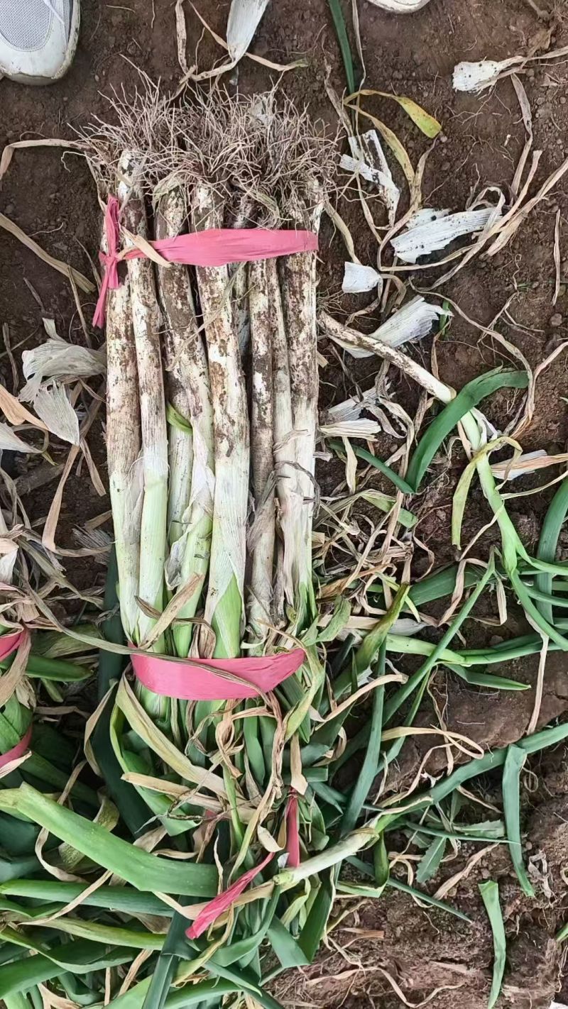河南大葱大量供应质量保证对接市场商超电商等