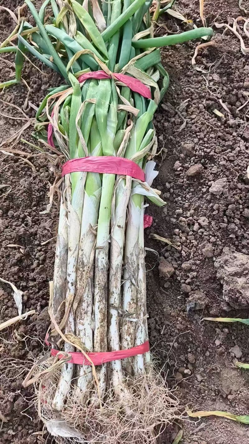 河南大葱大量供应质量保证对接市场商超电商等