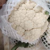 南阳市新野县有机花菜大量供应量大从优