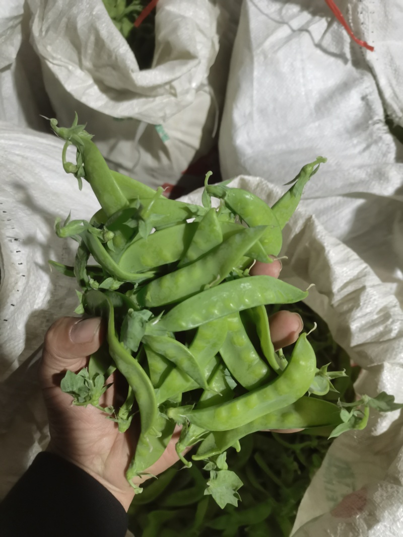 横县何兰豆角超标货