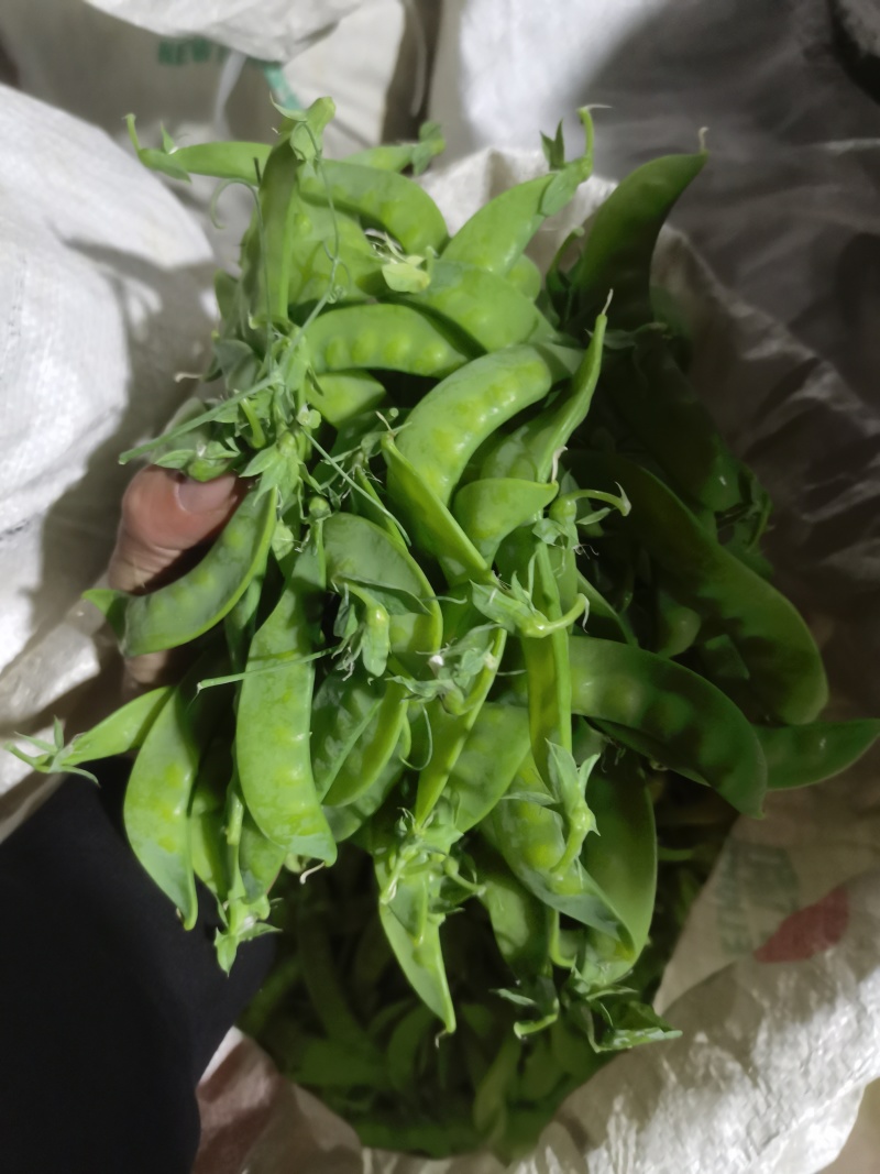 横县何兰豆角超标货