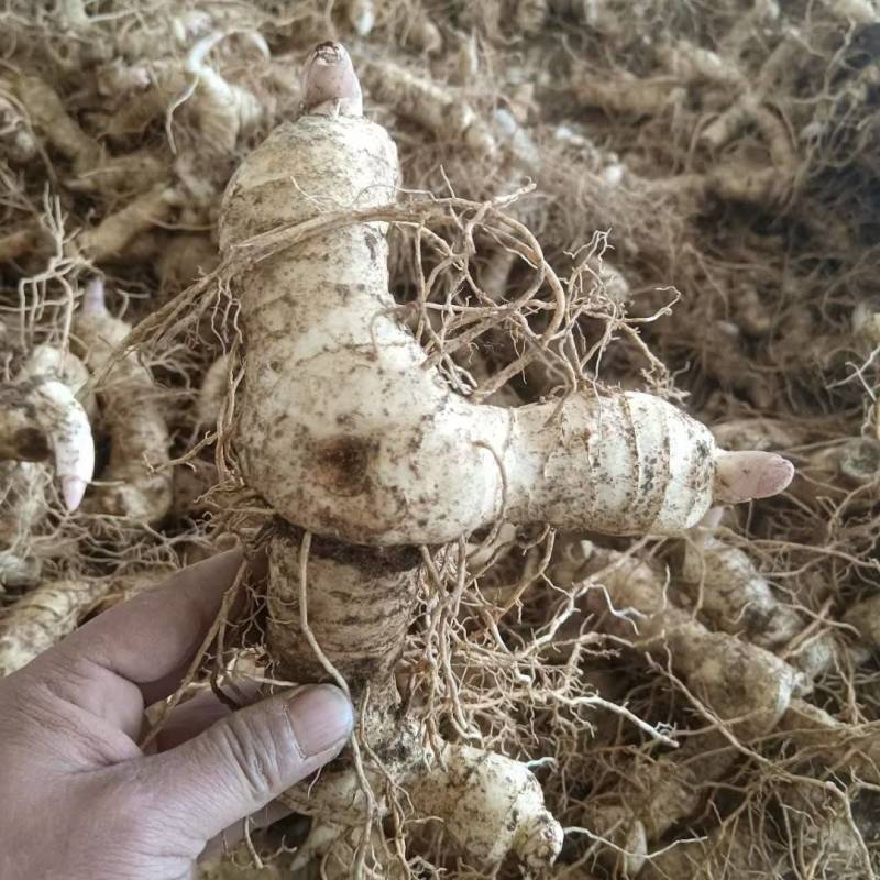 野生新鲜黄精新鲜黄精鲜货大黄精煲汤优质老黄精