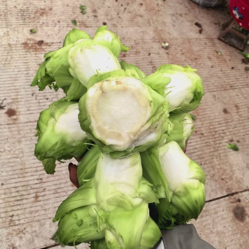 儿菜产地直销量大质优价格优惠一手货源欢迎咨询采购