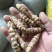 螺丝菜地环菜宝塔菜颜色白亮现挖现发基地直供