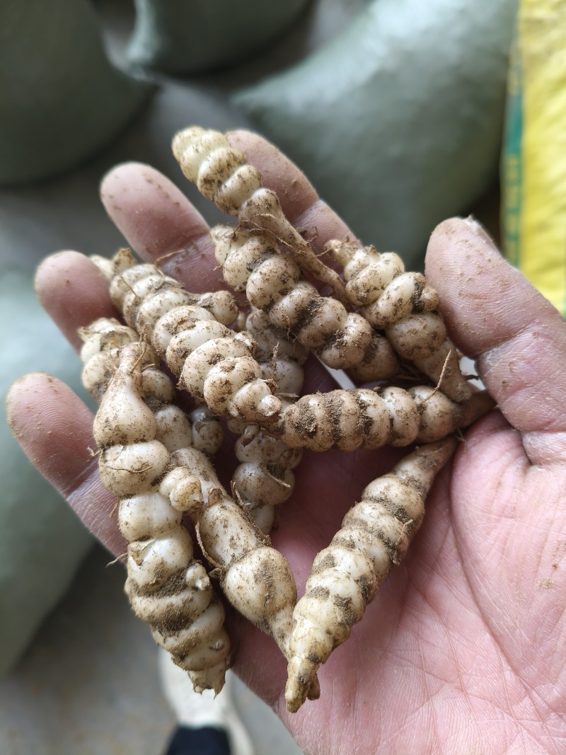 螺丝菜地环菜宝塔菜颜色白亮现挖现发基地直供