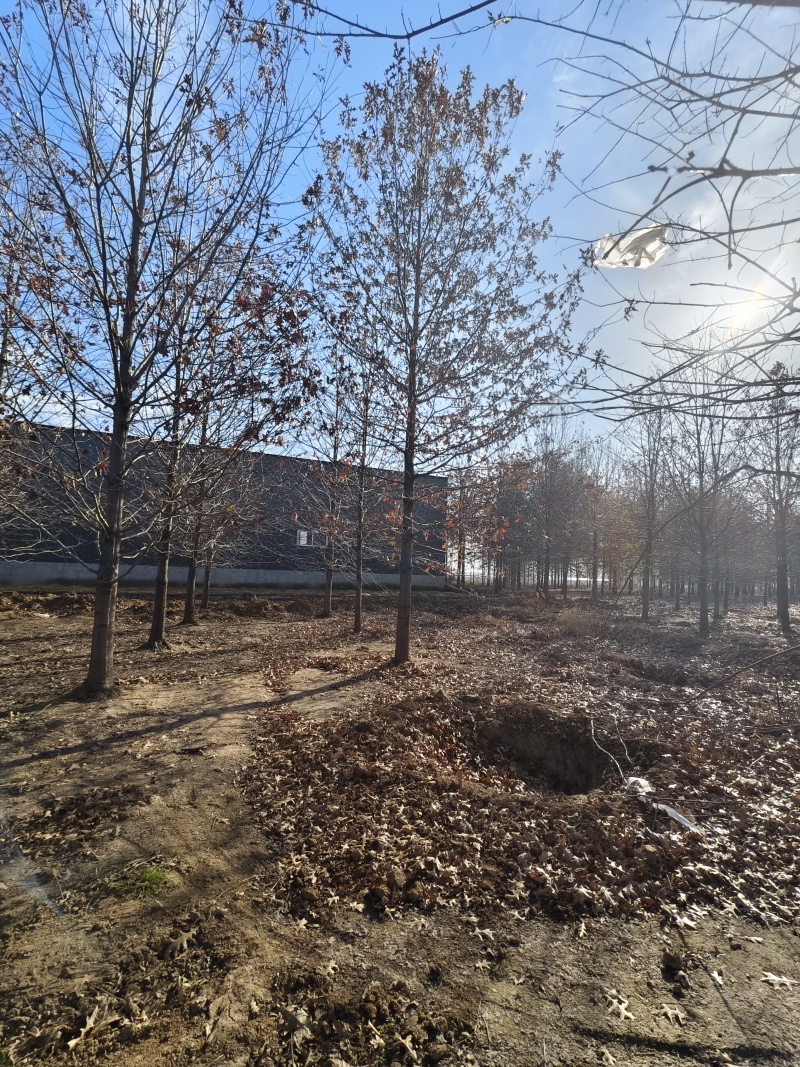 大规格娜塔莉基地！山东彩盛苗木基地！欢迎大家前来采购！