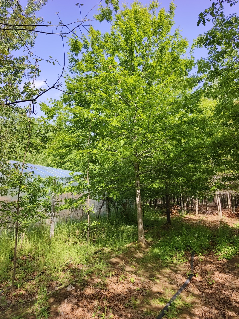 大规格娜塔莉基地！山东彩盛苗木基地！欢迎大家前来采购！