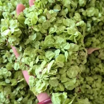 当年新货现摘榆钱儿/新鲜榆钱串山野菜鲜榆钱可大量供货