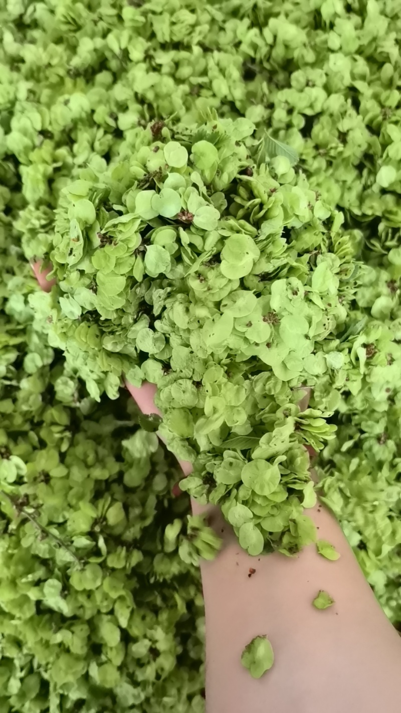 当年新货现摘榆钱儿/新鲜榆钱串山野菜鲜榆钱可大量供货
