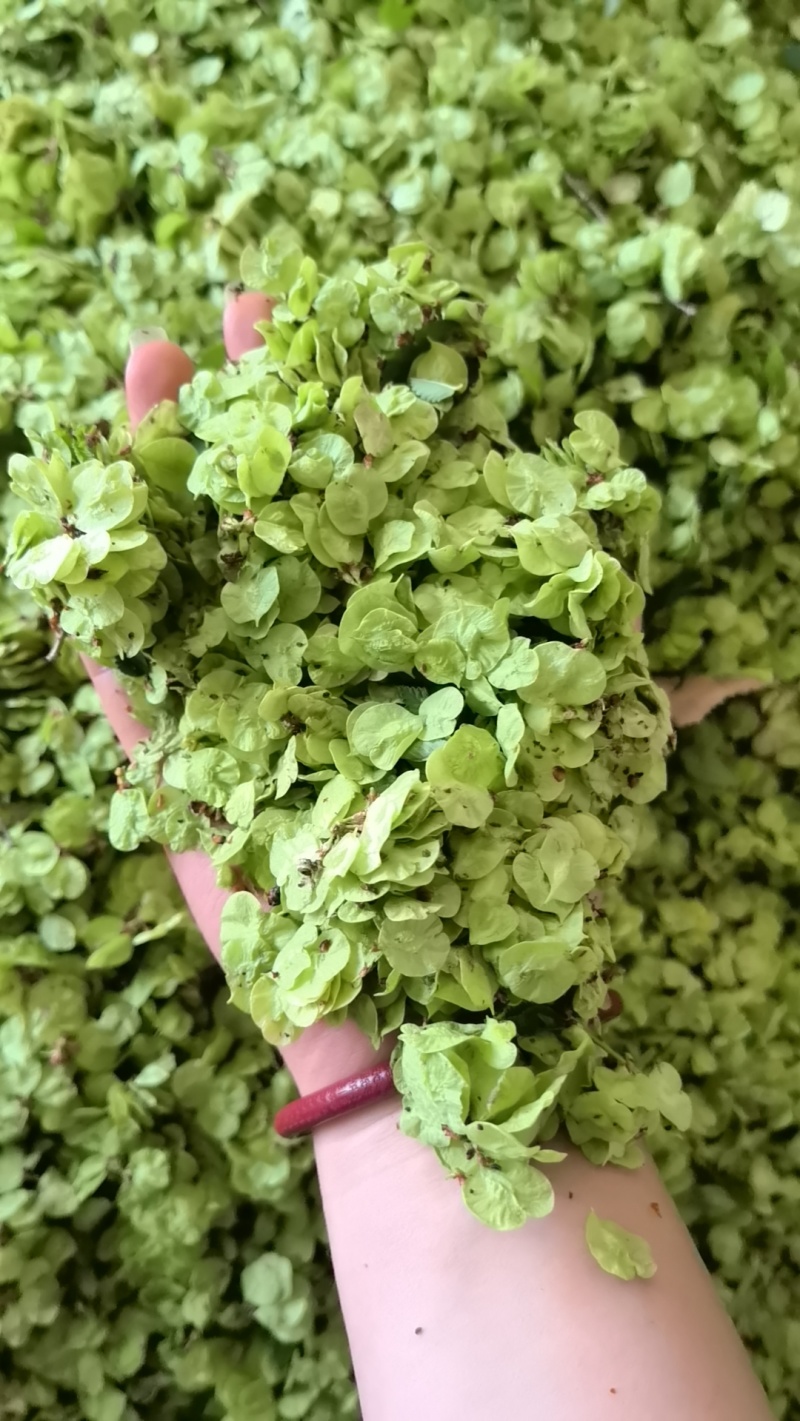 当年新货现摘榆钱儿/新鲜榆钱串山野菜鲜榆钱可大量供货