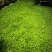 当年新货现摘榆钱儿/新鲜榆钱串山野菜鲜榆钱可大量供货