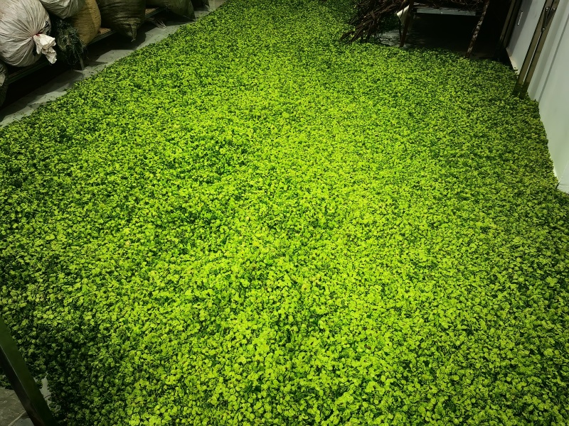 当年新货现摘榆钱儿/新鲜榆钱串山野菜鲜榆钱可大量供货