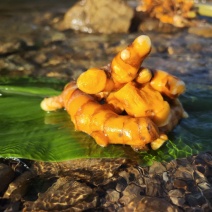 云南姜黄/云南原生态种植老品种，高姜黄素含量姜黄
