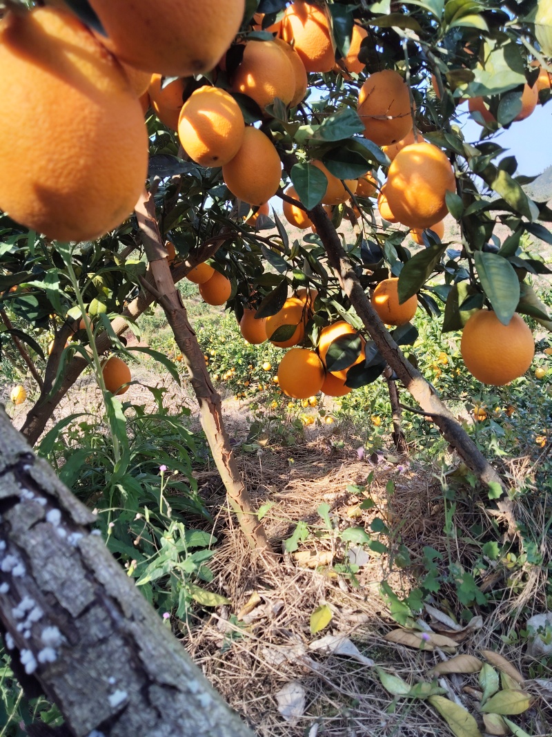 正宗赣南安远脐橙一手货源量大从优质量保证欢迎咨询