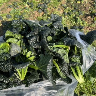 泡泡青青菜随州特产支持全国发货