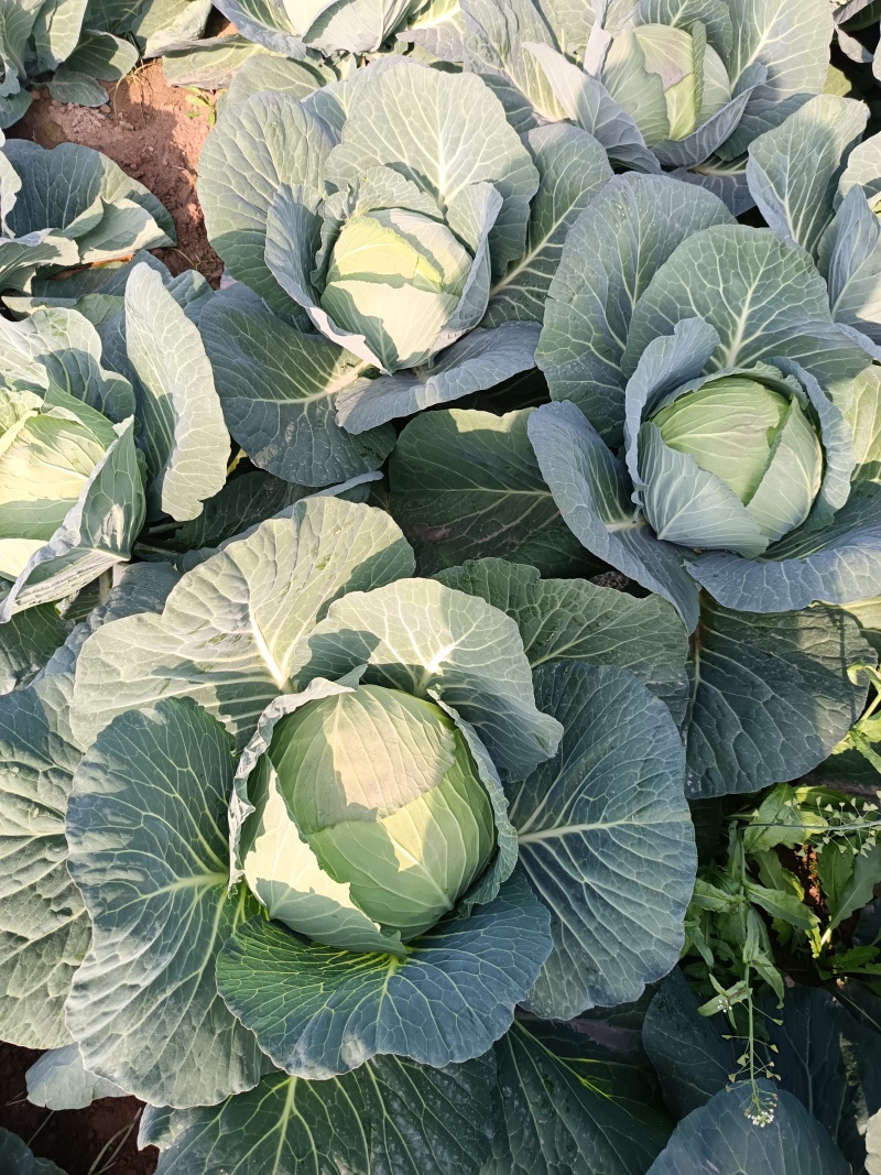 湖南苞菜圆包菜甘蓝质量保证无空心对接全国欢迎联系