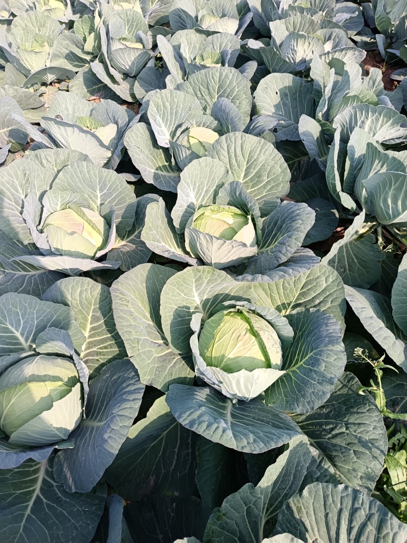 湖南苞菜圆包菜甘蓝质量保证无空心对接全国欢迎联系