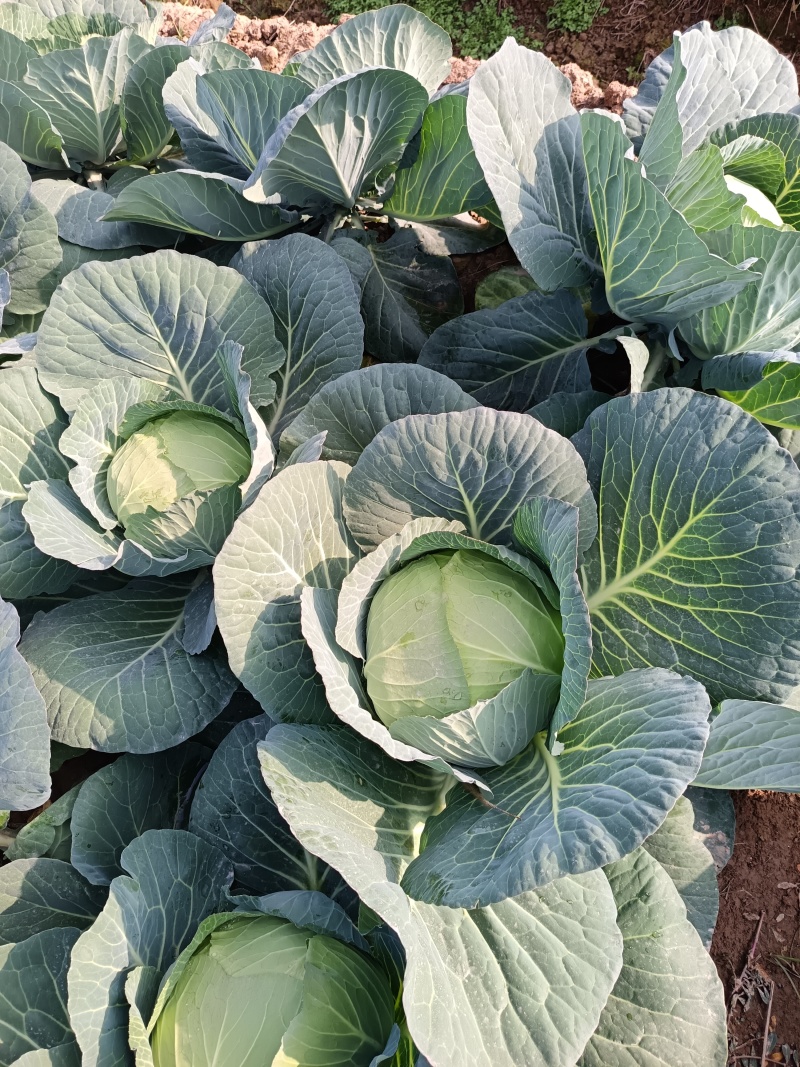 湖南苞菜圆包菜甘蓝质量保证无空心对接全国欢迎联系