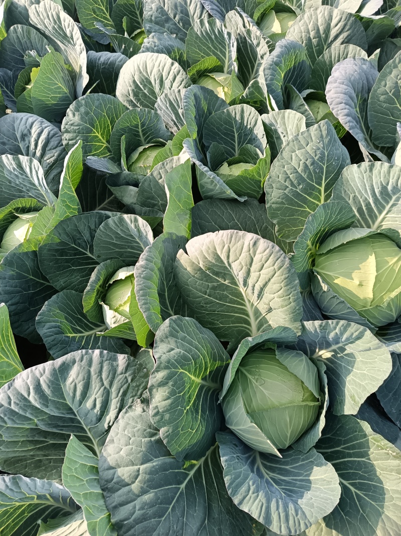 湖南苞菜圆包菜甘蓝质量保证无空心对接全国欢迎联系