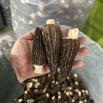 羊肚菌头茬货，大尺寸8-14公分