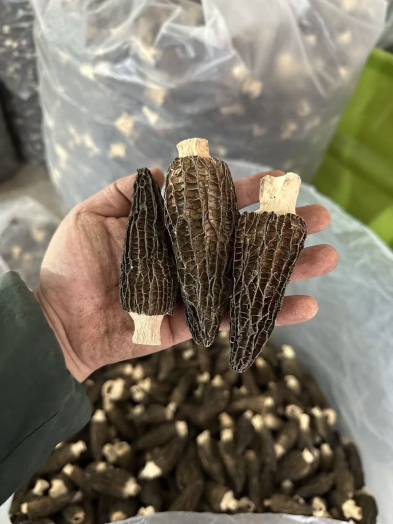 羊肚菌头茬货，大尺寸8-14公分