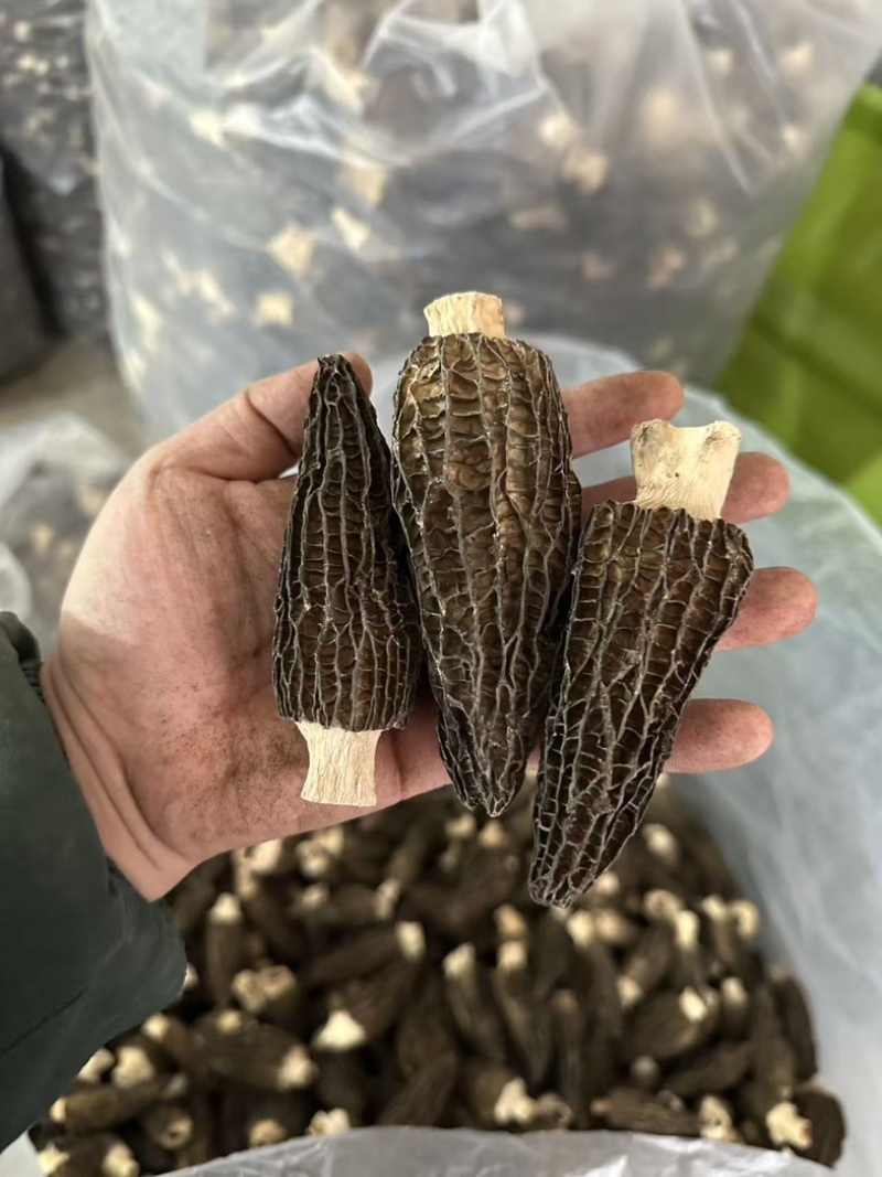 羊肚菌头茬货，大尺寸8-14公分
