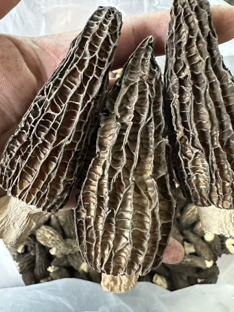 羊肚菌头茬货，大尺寸8-14公分