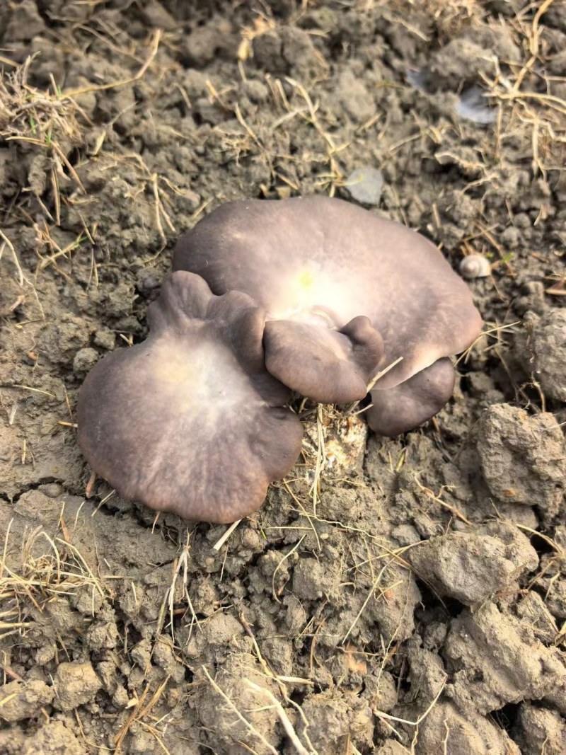熊掌菇又名灵芝菇
