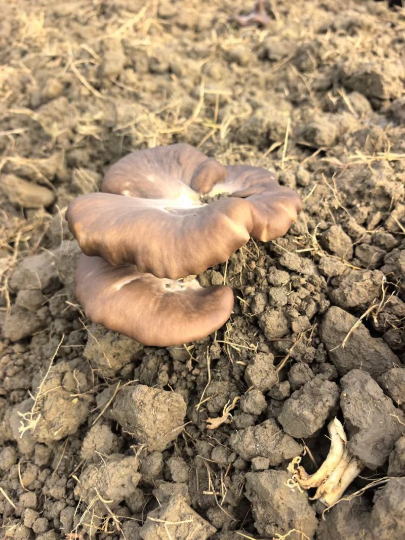 熊掌菇又名灵芝菇
